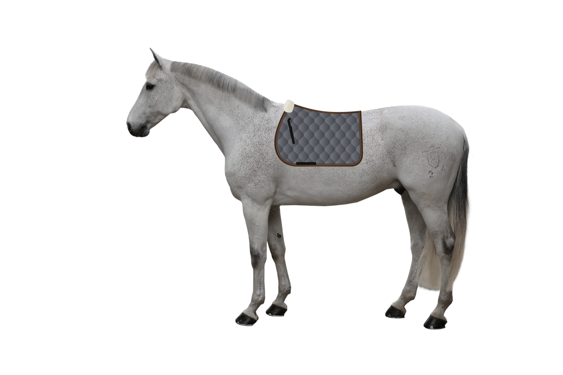 EQUEST by Hoelscher