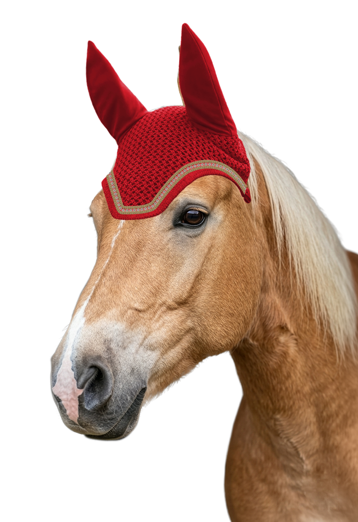 Fliegenohr