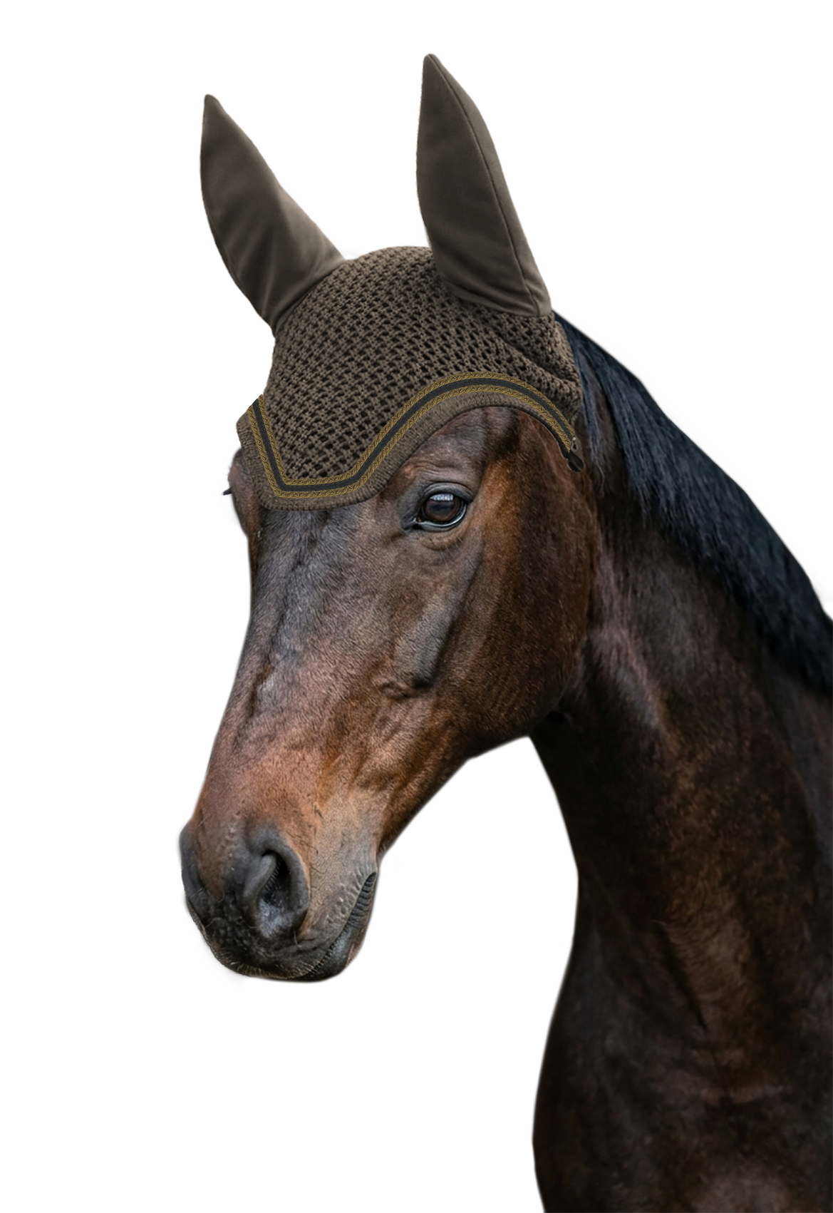 Fliegenohr