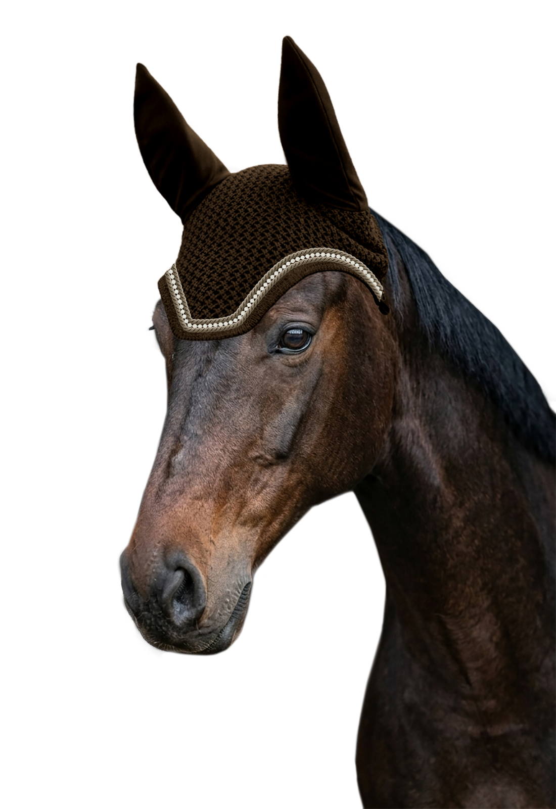 EQUEST by Hoelscher