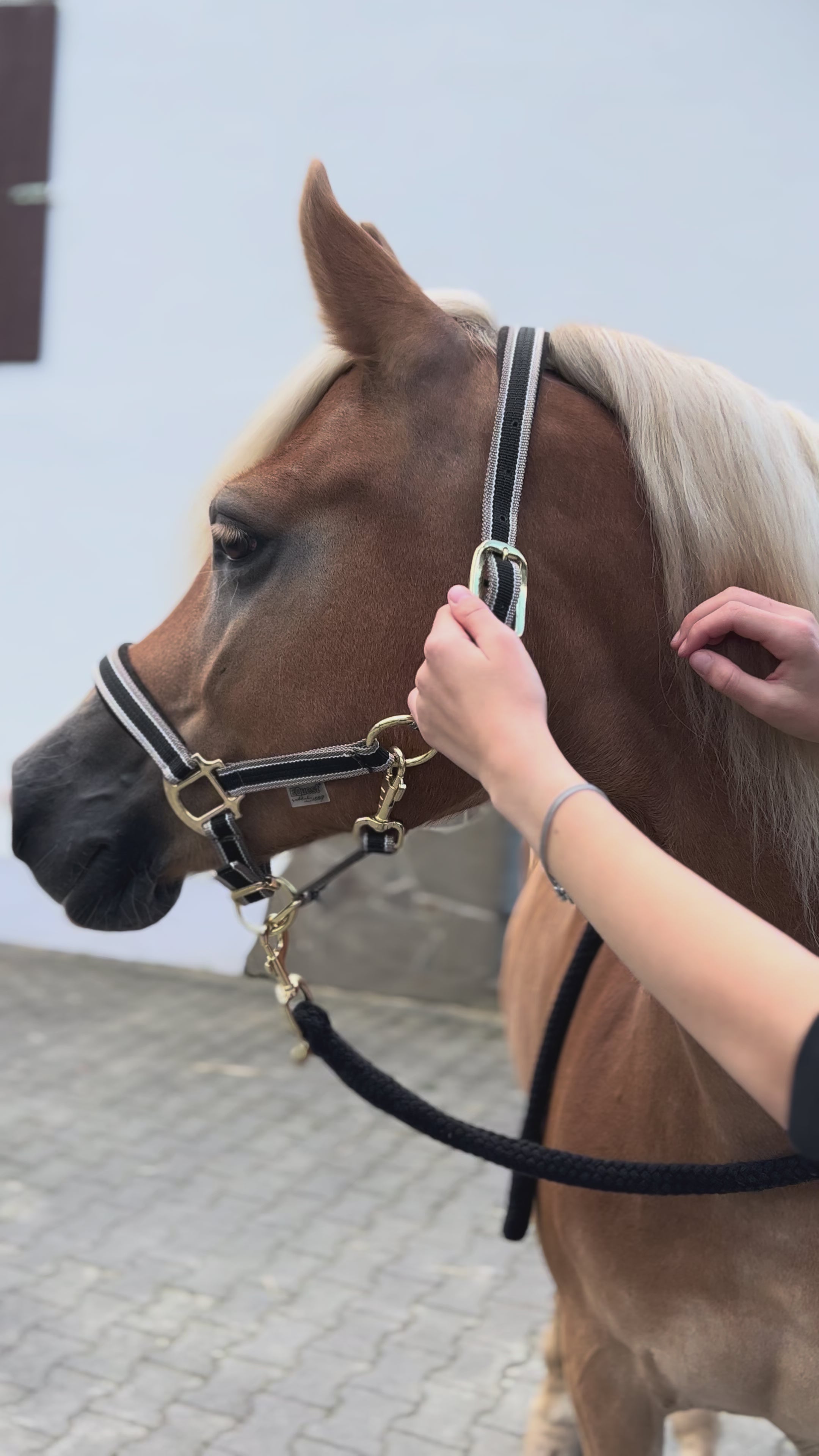 Load video: EQUEST Halter Dual Plus | Brass finish